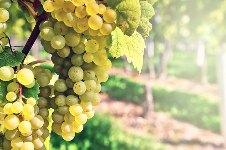 Grapes growing on a vine as a symbol of generosity and fruitfulness